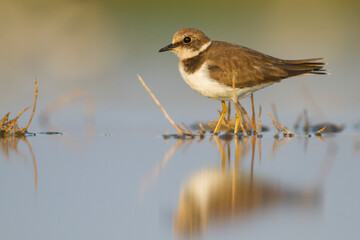 Kleine Plevier, Little Ringed Plover, Charadrius dubius curonicus