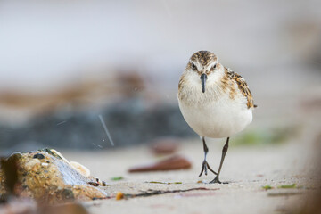Kleine Strandloper, Little Stint, Calidris minuta