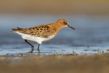 Kleine Strandloper, Little Stint, Calidris minuta