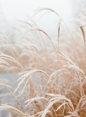 Abstract natural background of soft plants Cortaderia selloana. Frosted pampas grass on a blurry bokeh, Dry reeds boho style. Patterns on the first ice. Earth watching - obrazy, fototapety, plakaty