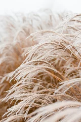 Wall murals Beige Abstract natural background of soft plants Cortaderia selloana. Frosted pampas grass on a blurry bokeh, Dry reeds boho style. Patterns on the first ice. Earth watching