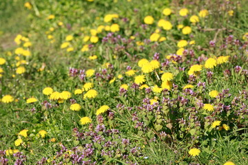 Blumenwiese mit gelben Löwenzahnblumen, Deutschland