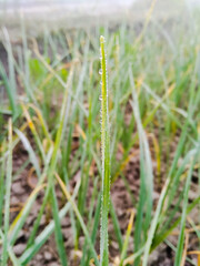 Water drops on grass. 