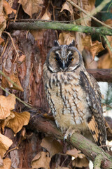 Ransuil, Long-eared Owl, Asio otus