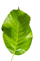 Obraz premium Green leaf on white background. 