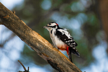 a beautiful spotted woodpecker sits and pecks at a tree branch