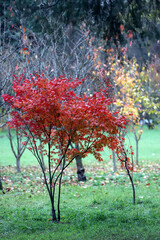 Japanese Red maple tree in autumn.