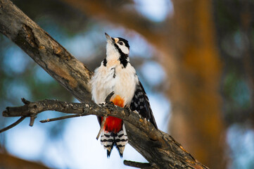 a large spotted woodpecker sits on a tree branch