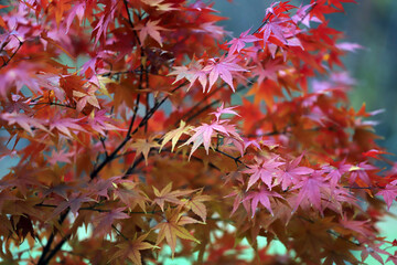 Beautiful Japanese red maple tree leaves in autumn.