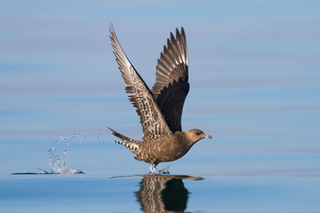 Kleinste Jager, Long-tailed Jaeger, Stercorarius longicaudus