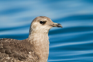 Kleinste Jager, Long-tailed Jaeger, Stercorarius longicaudus