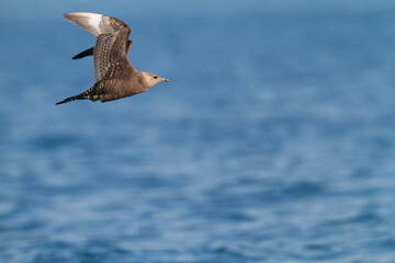 Kleinste Jager, Long-tailed Jaeger, Stercorarius longicaudus