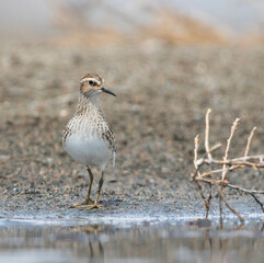 Taigastrandloper, Long-toed Stint, Calidris subminuta