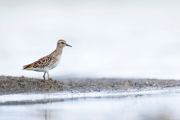 Taigastrandloper, Long-toed Stint, Calidris subminuta