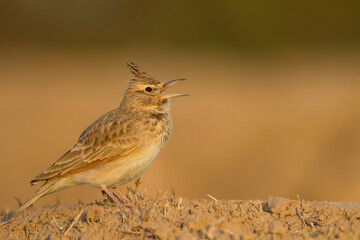 Maghreb Lark - Maghreb Lerche - Galerida macrorhyncha; ssp. macrorhyncha; Morocco; adult