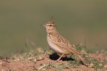 Maghreb Lark - Maghreb Lerche - Galerida macrorhyncha; ssp. macrorhyncha; Morocco; adult