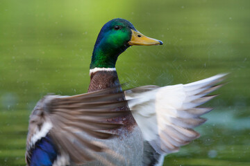 Wilde Eend, Mallard, Anas platyrhynchos © AGAMI