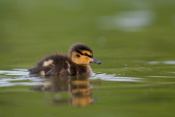 Wilde Eend, Mallard, Anas platyrhynchos