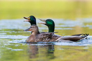 Wilde Eend, Mallard, Anas platyrhynchos