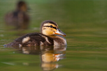 Wilde Eend, Mallard, Anas platyrhynchos