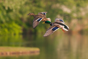 Wilde Eend, Mallard, Anas platyrhynchos