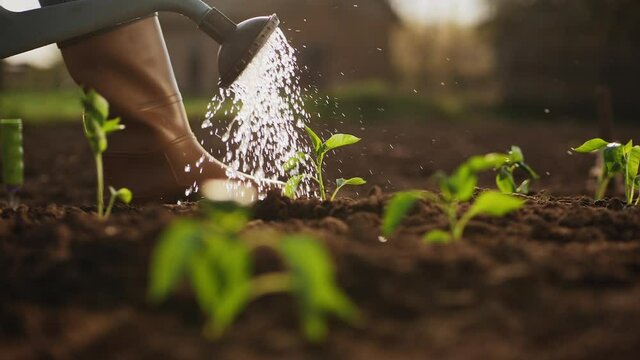 Close-up of farmer from watering can watered green seedlings in the vegetable garden, slow-motion