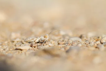 Fotobehang Mantis, Oman, Larvae © AGAMI