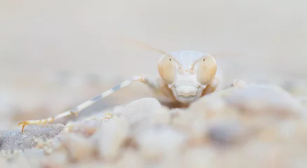 Fototapeten Mantis, Oman, Larvae © AGAMI