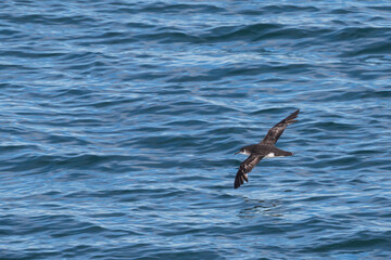 Noordse Pijlstormvogel, Manx Shearwater, Puffinus puffinus