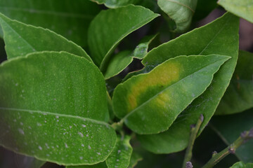 close up of green leaves