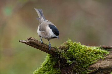 Glanskop, Marsh Tit, Poecile palustris palustris