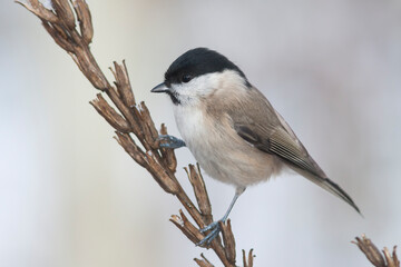 Glanskop, Marsh Tit, Poecile palustris palustris