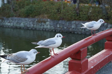 Red bridge handrail and seagulls are at Tsuruokahachimangu, Kamakura, Japan.