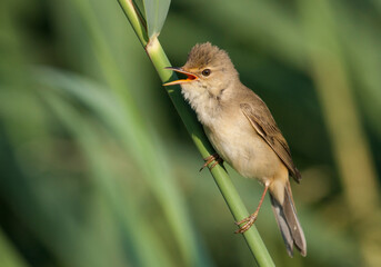 Bosrietzanger, Marsh Warbler, Acrocephalus palustris