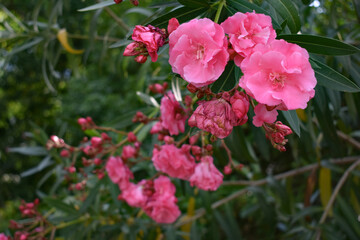 Oleander branch with flowers