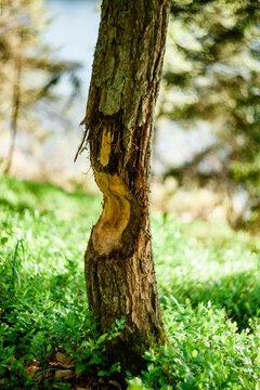 Drzewo pogryzione przez bobry