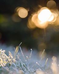 Plants covered in frost on a cold winter morning