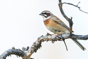 Meadow Bunting, Emberiza cioides cioides