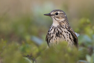 Graspieper, Meadow Pipit, Anthus pratensis pratensis