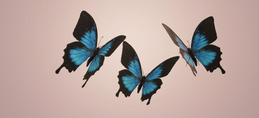 3d illustration of three Ulysses butterflies isolated on background