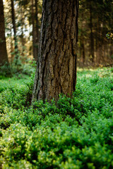 Sosna rosnąca wśród krzaków jagód © Ianu Arius