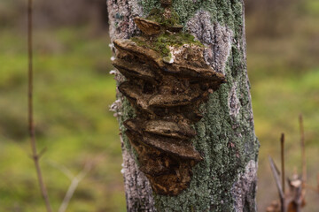 Fungus-parasite on the trunk of a tree - trunker