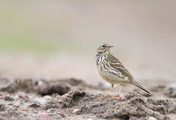 Graspieper, Meadow Pipit, Anthus pratensis