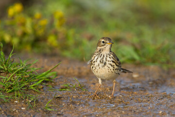 Graspieper, Meadow Pipit, Anthus pratensis