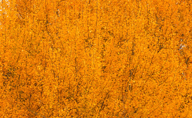 Autumn, vegetative background from aspen trees.