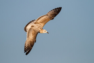 Zwartkopmeeuw, Mediterranean Gull, Ichthyaetus melanocephalus