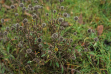 Green, young grass, sprouted from wet land. Spring landscaping.