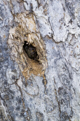 Loofreuzenboktor, Aegosoma scabricorne