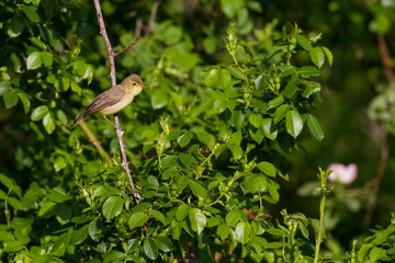 Orpheusspotvogel, Melodious Warbler, Hippolais polyglotta