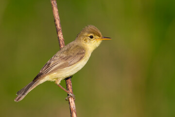 Orpheusspotvogel, Melodious Warbler; Hippolais polyglotta